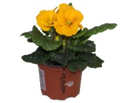 CZ-Flora Prvosienka bezlodyžná (Primula acaulis) rôzne farby cca pr. 9 cm