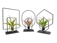 Tilandsia (Tillandsia) v kovovom ráme, rôzne druhy, pr. 17 cm