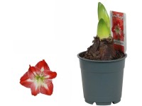 Hviezdnik (Hippeastrum hybride) pruhovaný, pr. 9 cm