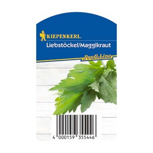 Kiepenkerl Ligurček Verino v kvetináči, kuchynská bylina do polievok a dusených jedál.