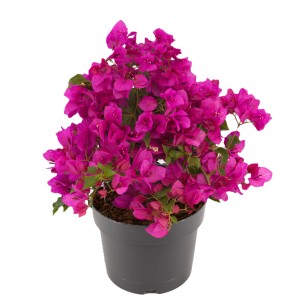 Bugenvilea v kvetináči s purpurovými kvetmi, výška cca 35-40 cm.
