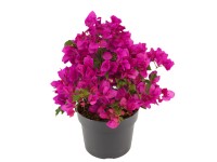 Royal Lemkes Bugenvilea (Bougainvillea) výška 35-40 cm, pr. cca 19 cm