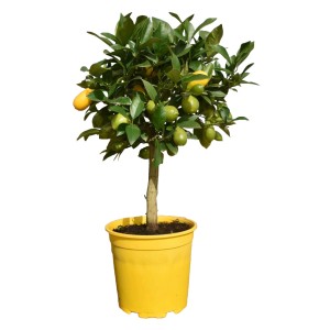 Pomarančovník (Citrus sinensis) v žltom kvetináči, výška cca 80 cm, so zelenými a oranžovými plodmi.