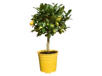 Gartenbau Pomarančovník čínsky (Citrus sinensis) cca 80 cm, pr. 20 cm