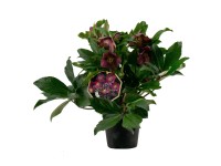 Q-Flower Čemerica čierna (Helleborus niger) 