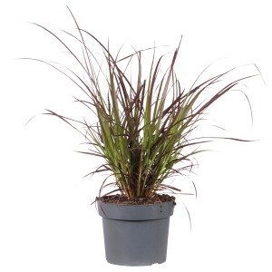 Pennisetum 'Summer Samba' v kvetináči, tmavočervené olistenie, okrasná tráva do záhonov a kvetináčov.