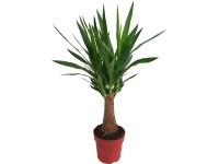 Juka 1 kmeň výška cca 60 - 70 cm priemer kvetináča cca 19 cm Yucca