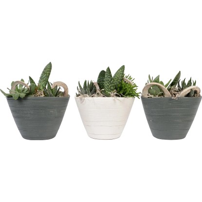 Aranžmán so sukulentom priemer kvetináča cca 14 cm