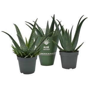 Aloe Medivera sukulent v kvetináči (cca 14 cm Ø), izbová rastlina so zelenými listami.