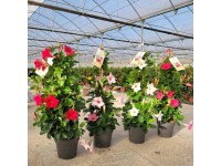 GROW by OBI Dipladenia pyramída (Dipladenia Pyramide), pr. 23 cm, rôzne druhy