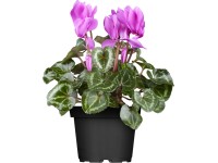 Cyklámen perzský priemer kvetináča cca 10,5 cm Cyclamen