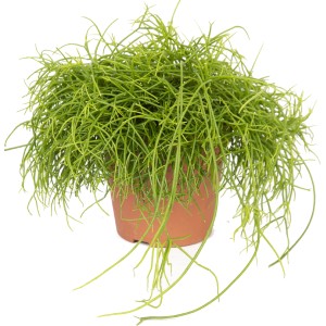 Zelená sukulentná rastlina 'Eden Collection' v hnedom kvetináči, cca 10,5 cm Ø.