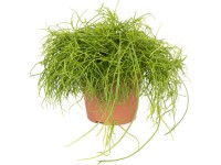 Sukulenty rôzne druhy 