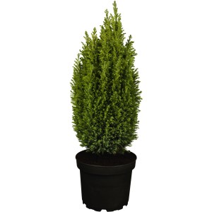 Cypruštek Lawsonov 'Ellwoodii' v kvetináči, výška cca 50-60 cm, strieborno-modrá farba.