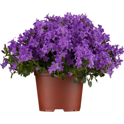 Zvonček skalničkový priemer kvetináča cca 11 cm