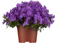 Zvonček skalničkový priemer kvetináča cca 11 cm