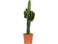 Westernový kaktus priemer kvetináča cca 19 cm Euphorbia erytrea