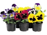 WW Flora Sirôtka záhradná (Viola wittrockiana) rôzne farby cca pr. 9 cm