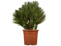 GROW by OBI Palmička nízka (Chamaerops humilis) 
