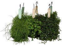 Závesná zelená rastlina priemer kvetináča cca 17 cm