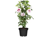 OBI Ibištek (Hibiscus) čínska ruža červená, výška 30-40 cm, cca 3 l