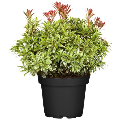 Landgard Pieris japonská (Pieris japonica) cca výška 10-20 cm, 0,4 l