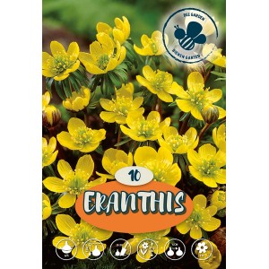Winterling Eranthis Cilicia: Žlté jarné kvety do záhrady, priateľské k včelám.
