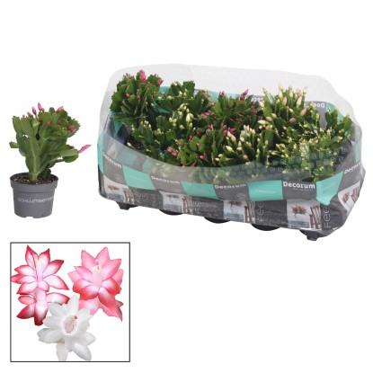 Vianočný kaktus (Schlumbergera), výška cca 20-25 cm, pr. kv. cca 10,5 cm