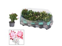 Vianočný kaktus (Schlumbergera), výška cca 20-25 cm, pr. kv. cca 10,5 cm