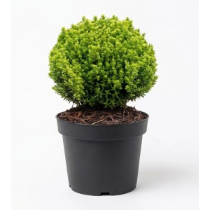 Zelená OBI Hebe Green Globe v kvetináči, výška cca 5-10 cm. Kríková veronika do skaliek a balkónov.