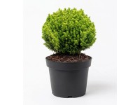 GROW by OBI Hebe Armstrongova (Hebe armstrongii) 