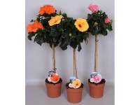 GROW by OBI Ibištek čínska ruža (Hibiscus rosa-sinensis) výška 105 cm