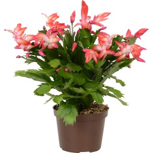 Vianočný kaktus (Schlumbergera) s červenými kvetmi v hnedom kvetináči, cca 11,5 cm Ø.
