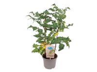 GROW by OBI Rajčina jedlá (Solanum lycop.) Pick&Joy žltá 45-55cm, pr. 14 cm