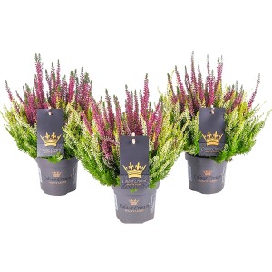 Vres Beauty Ladies Colour Crown v kvetináči, fialovo-zelený, Calluna vulgaris