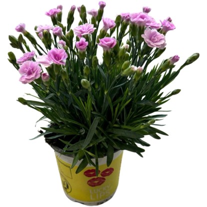 Royal Lemkes Hvozdík (Dianthus hybrid) "Lucky Lips" rôzne farby cca pr. 10,5 cm