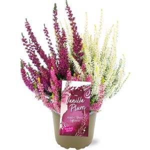Vres 'Vanilla Plum Trio' v kvetináči, ružové, fialové a biele kvety. Vresy a Calluny do záhonov a balkónov.