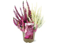 Landgard Vres obyčajný (Calluna vulgaris) 