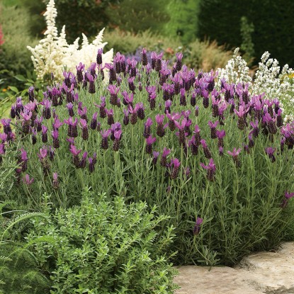 GROW by OBI Levanduľa korunkatá (Lavandula stoechas) "Javelin White" pr.kv.14 cm