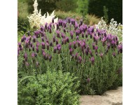 GROW by OBI Levanduľa francúzska (L. stoechas) 