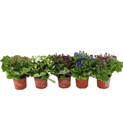 Royal Lemkes Starček (Pericallis cruentus) rôzne farby pr. cca 12 cm