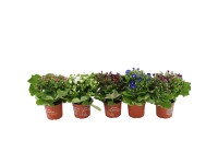 Royal Lemkes Starček (Pericallis cruentus) rôzne farby pr. cca 12 cm