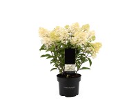 GROW by OBI Hortenzia latnatá (Hydrangea paniculata) 40-50 cm, 2,3 l