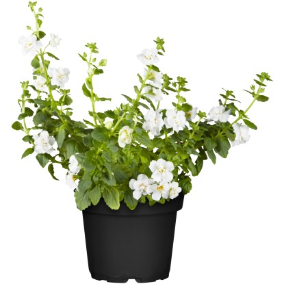 Bakopa drobnolistá priemer kvetináča cca 11 cm