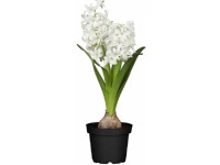 MONTANO Hyacint východný (Hyacinthus orientalis) mix farieb cca pr. 9 cm