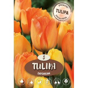 Oranžový hybridný tulipán Darwin 'Daydream' ako cibuľka, ideálny do záhonov a váz.
