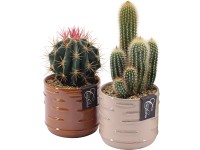 Kaktus v keramickom kvetináči, rôzne druhy, pr. kv. 13 cm