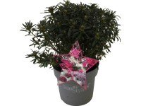 Japonská azalka (Rhododendron obtusum) Star Style, ružová, pr. cca 19 cm