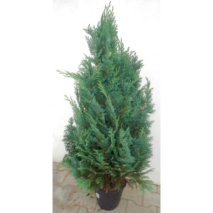 Modrý cypruštek v kvetináči. Stálezelený ihličnan do záhrady a na terasu.