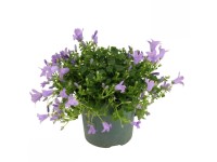 Zvonček dalmátsky (Campanula portenschlagiana) 